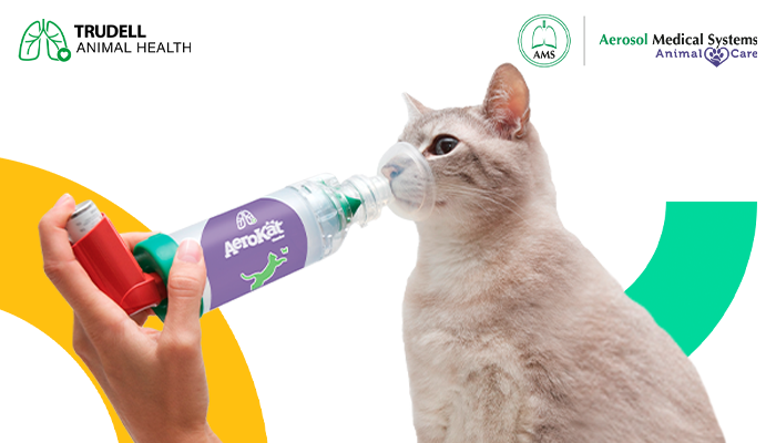 ¿Qué enfermedades respiratorias puede tener mi gato?