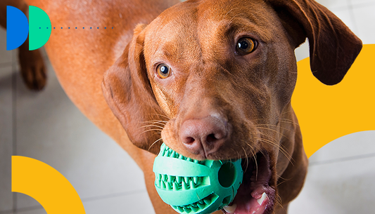 La tos de tu perrito puede indicar una enfermedad.