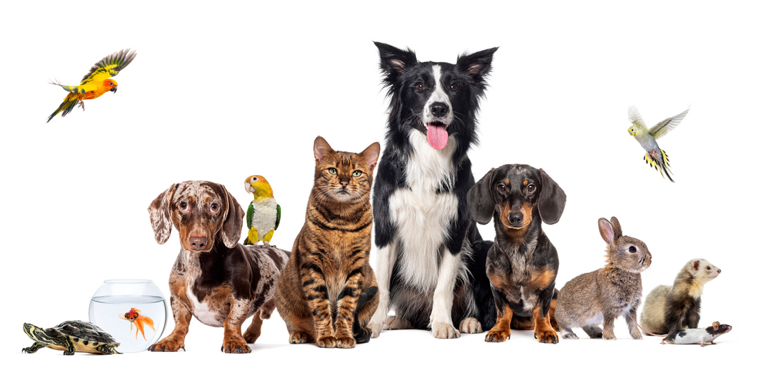 4 de octubre. Día Mundial de los Animales: derechos, protección y bienestar