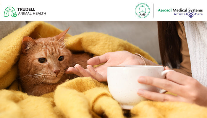 Cualquier gato puede aprender a usar Aerokat*