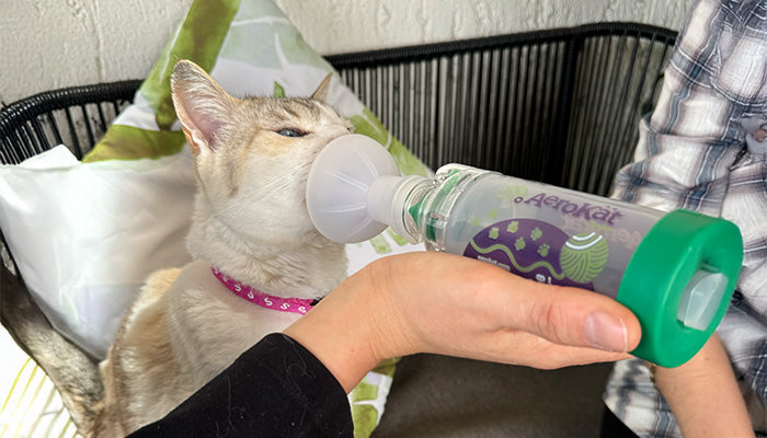 CONTROL DE ATAQUES EN CASA PARA GATOS CON ASMA