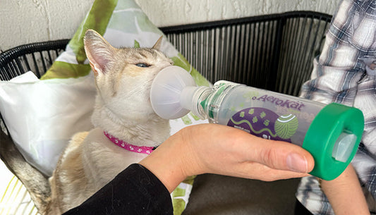 CONTROL DE ATAQUES EN CASA PARA GATOS CON ASMA