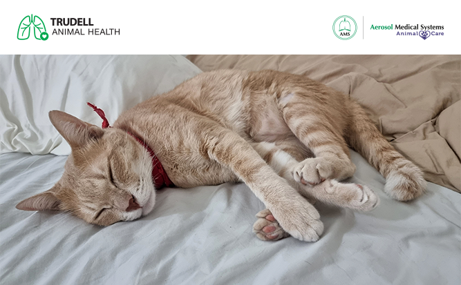 ¿Tu gato estornuda demasiado? Todo sobre la "Gripe Felina"
