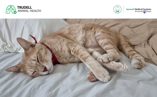 ¿Tu gato estornuda demasiado? Todo sobre la "Gripe Felina"