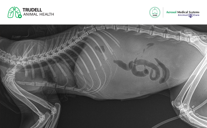 Derrame pleural en gatos: qué es y por qué es importante detectarla