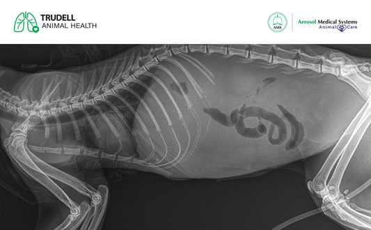 Derrame pleural en gatos: qué es y por qué es importante detectarla