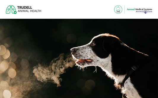 Enfermedad respiratoria infecciosa en perros: lo que debes saber