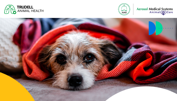 Enfermedades respiratorias en perros