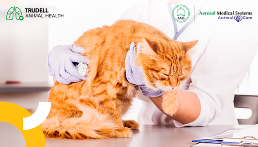 Causas comunes de tos en gatos