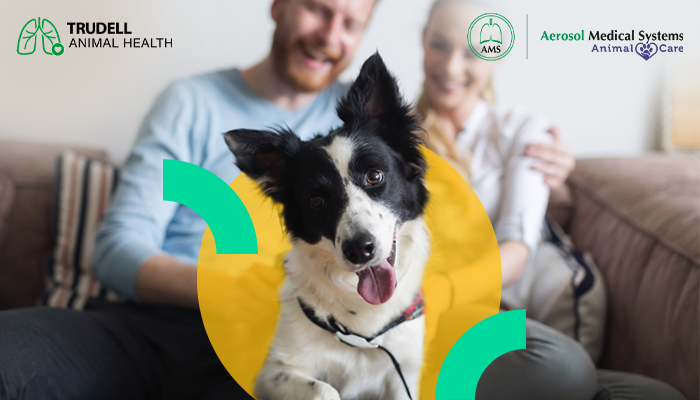 Los perros también pueden sufrir de bronquitis