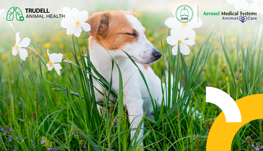 Los perros y los gatos también sufren de alergias respiratorias