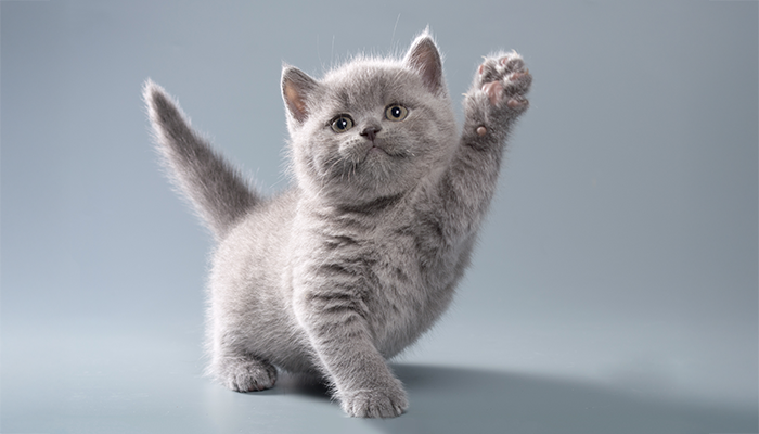 Los gatos y su salud respiratoria