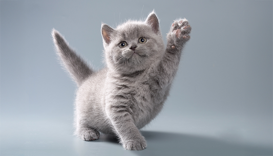 Los gatos y su salud respiratoria