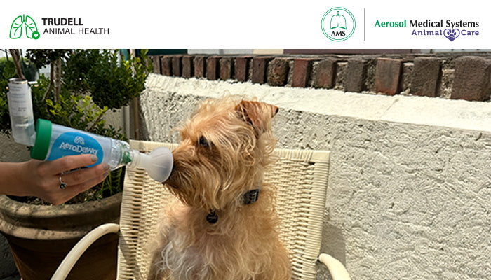 TIPS PARA COMENZAR LA TERAPIA INHALADA