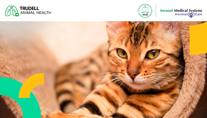 Día Mundial del Asma: Hablemos del asma felina