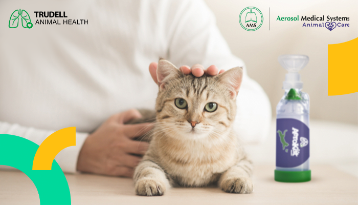 ¿Qué tanto conoces sobre el asma felina?