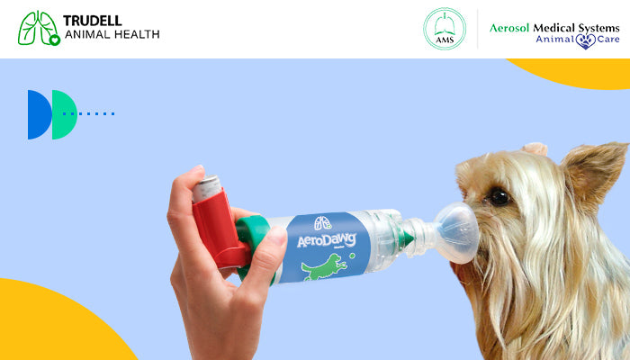 ¿POR QUÉ LOS ESTEROIDES SISTÉMICOS SON PELIGROSOS PARA LOS PERROS?