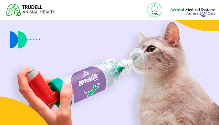 Tips para enseñar a un gato a usar AeroKat*