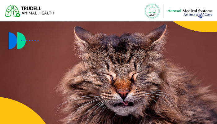 ¿CÓMO DIAGNOSTICAR EL ASMA EN GATOS?