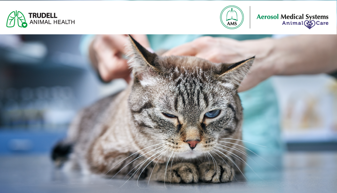 LA GRIPE FELINA