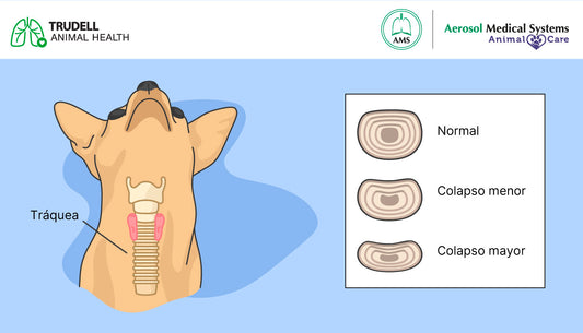 TRÁQUEA COLAPSADA EN PERROS