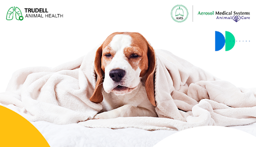 La influenza canina