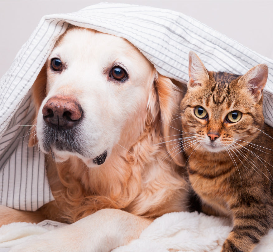 Banner test enfermedades