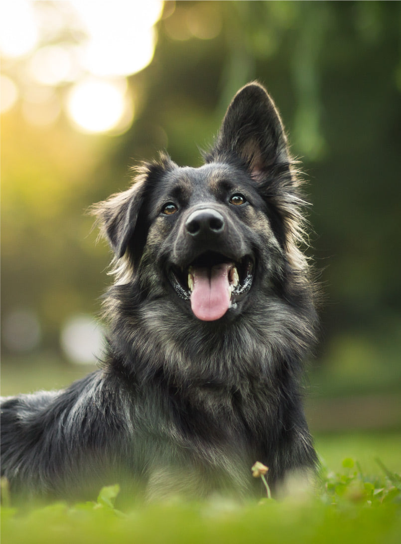 Banner bronquitis canina